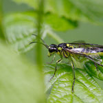 Tenthredo mesomela