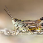 Omocestus antigai
