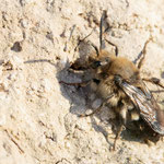 Melecta albifrons (Gemeine Trauerbiene)