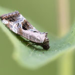 Elaphria venustula (Marmoriertes Gebüscheulchen)