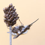 Bombylius major (Großer Wollschweber)