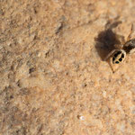 Pellenes sp. (Schneckenspringer)
