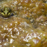 Pelophylax sp. (Wasserfrosch)