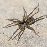 Pardosa monticola