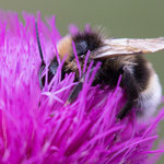 Bombus vestalis (Keusche Kuckuckshummel)