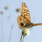 Kaisermantel (Argynnis paphia)