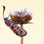 Zygaena fausta (Bergkronwicken-Widderchen)