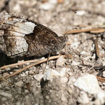 Kleiner Waldportier (Hipparchia alcyone)