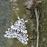 Lymantria monacha (Nonne)
