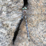 Boyeria irene (Westliche Geisterlibelle)