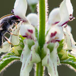Schlürfbiene (Rophites quinquespinosus)