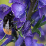 Bombus mastrucatus (Bergwaldhummel)