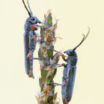 Phytoecia vulneris