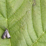 Adela reaumurella