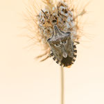 Codophila varia