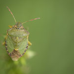 Palomena prasina (Grüne Stinkwanze)