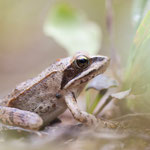 Rana dalmatina (Springfrosch)