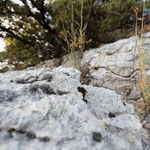 Gestreifter Waldportier (Hipparchia fidia)