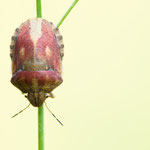 Eurygaster testudinaria (Schildkrötenwanze)