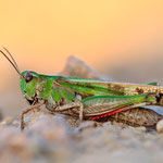 Grüne Strandschrecke (Aiolopus thalassinus)