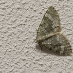Colostygia aqueata (Grünlichgrauer Bindenspanner)