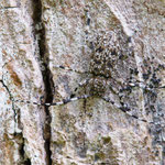 Aegomorphus clavipes (Scheckenbock)