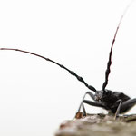 Heldbock (Cerambyx cerdo)