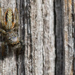 Marpissa radiata (Springspinne)