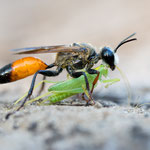 Sphex funerarius (Heuschreckensandwespe)