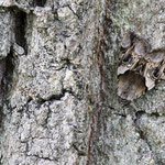 Catocala fulminea (Gelbes Ordensband)
