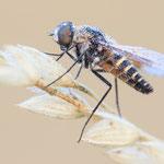 Lomatia lateralis (Kahler Wollschweber)