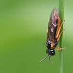 Monostegia abdominalis