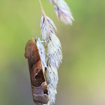 Noctua fimbriata (Bunte Bandeule)