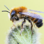 Megachile circumcincta