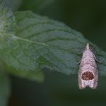 Notocelia uddmanniana (Brombeertriebwickler)