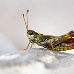 Gefleckte Keulenschrecke (Myrmeleotettix maculatus)