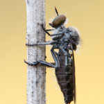 Braune Rabaukenfliege (Holopogon fumipennis)