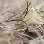 Rhodometra sacraria (Rotgestreifter Wanderspanner)