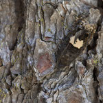 Epiblema sticticana