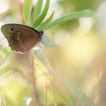 Blauäugiger Waldportier oder Blaukernauge (Minois dryas)