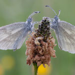 Senfweißling (Leptidea sinapis)