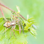 Philodromus aureolus (Goldener Flachstrecker)