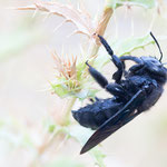 Große Holzbiene (Xylocopa violacea)