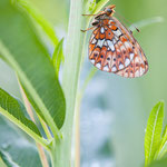 Silberfleck-Perlmuttfalter (Boloria euphrosyne)