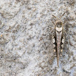 Acrotylus insubricus