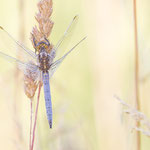 Orthetrum coerulescens (Kleiner Blaupfeil)