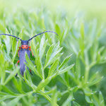 Schwarzfüßiger Walzenhalsbock (Phytoecia affinis)