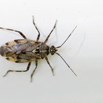 Deraeocoris annulipes (Geringelter Nimrod)