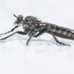 Lasiopogon sp.