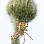 Araneus quadratus (Vierfleckkreuzspinne)